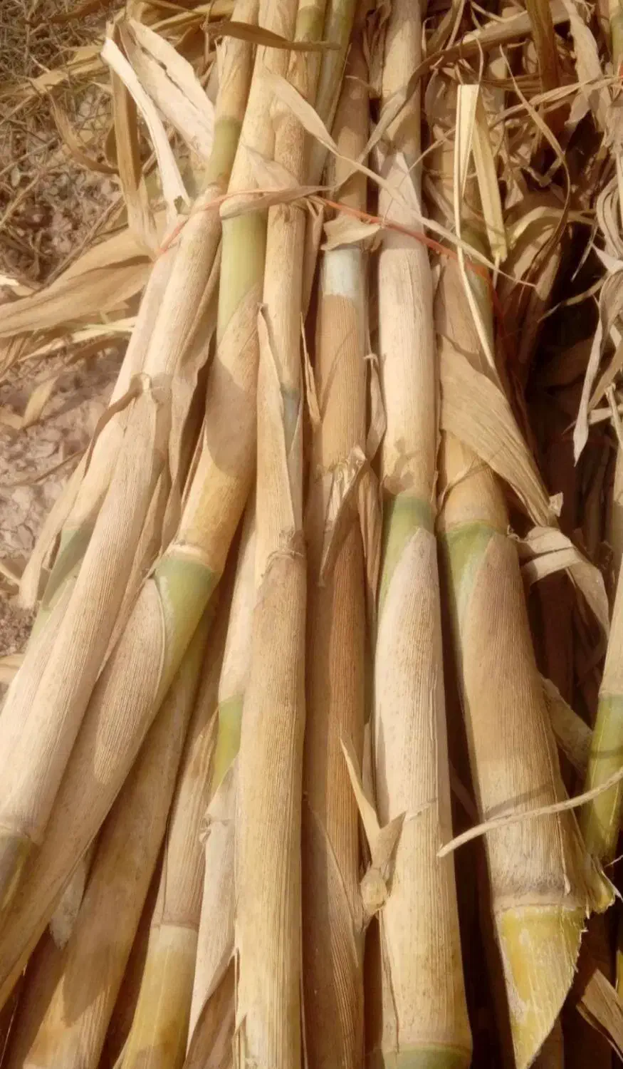 فروش نی درخدمتم ، توافقی|مصالح و تجهیزات ساختمان|گنبد کاووس, |دیوار