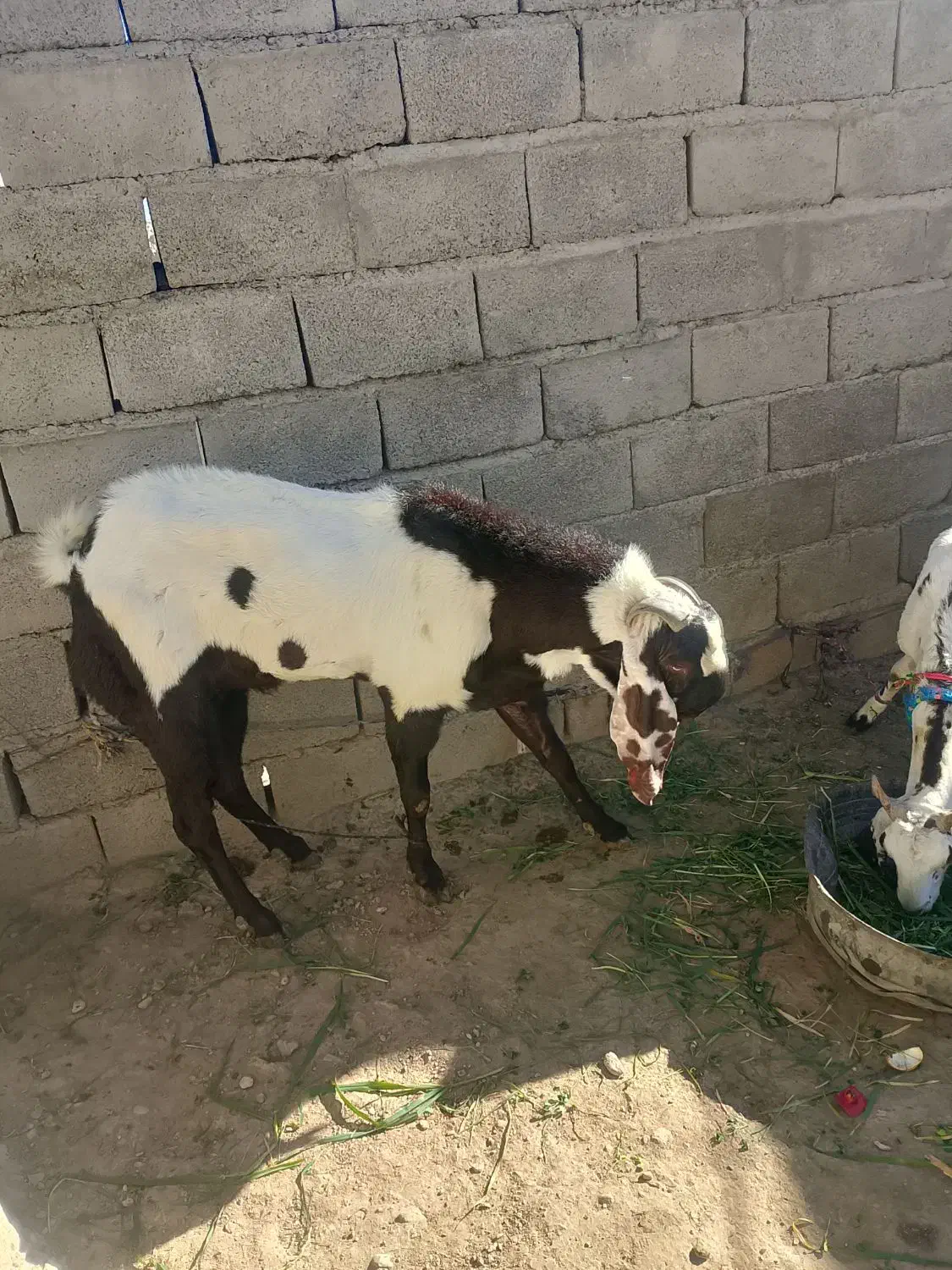 نر بزپنجاب فروشی|حیوانات مزرعه|پسکوه, |دیوار