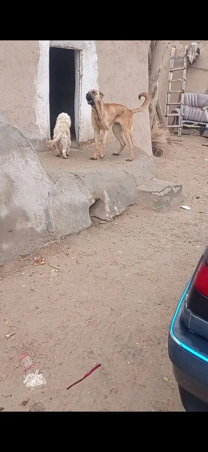 سگ سرابی|سگ|شادیان, |دیوار