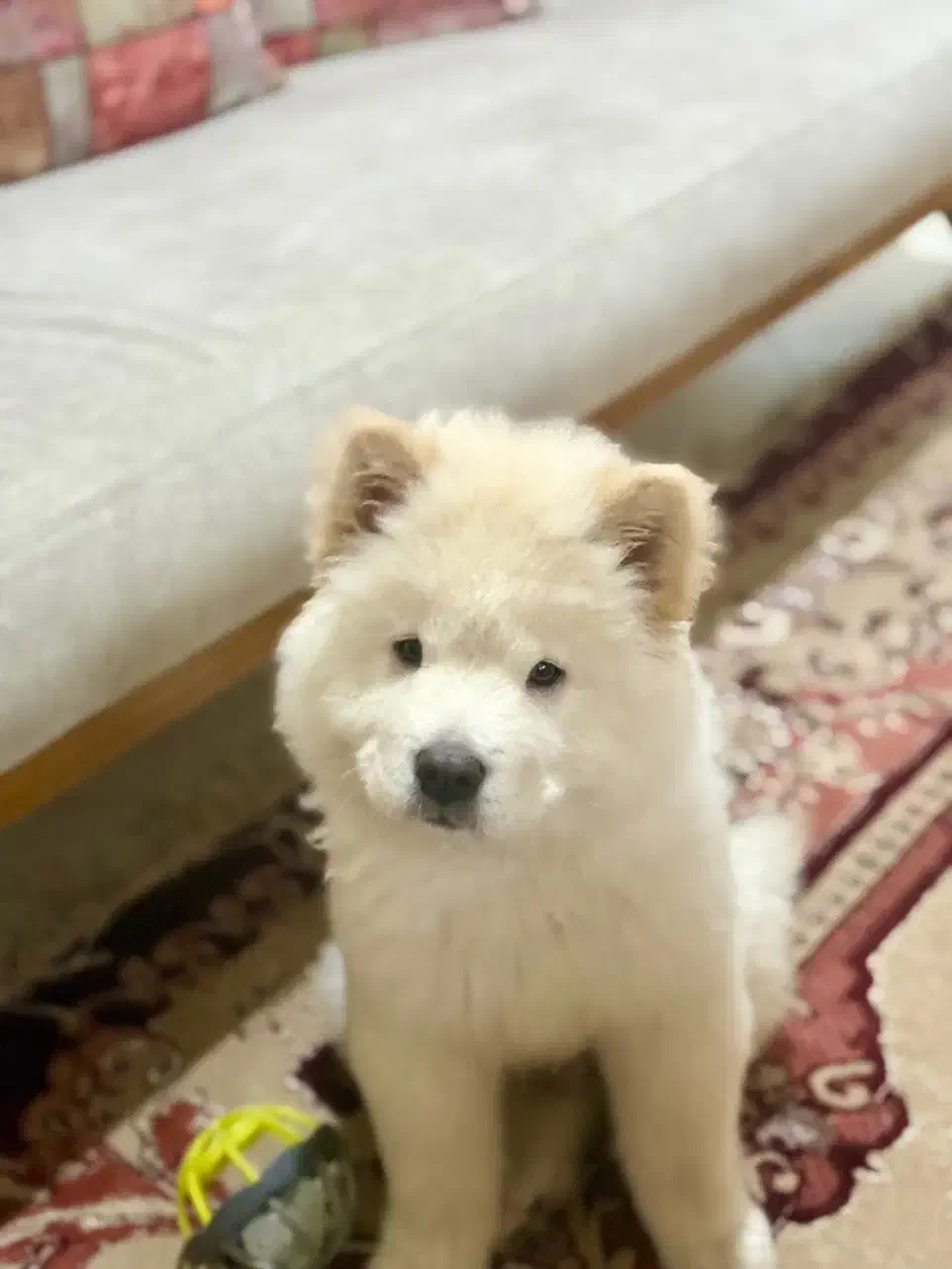 سگ چاو چاو نر|سگ|بندرعباس, |دیوار