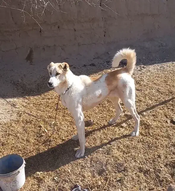 حیوان سگ|سگ|آبکوه, |دیوار