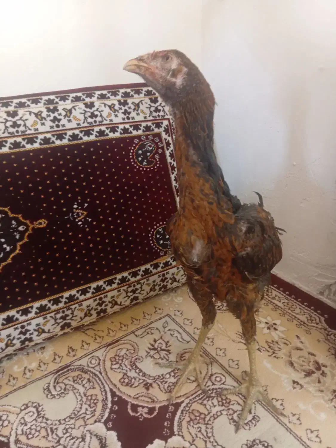 جوجه لاری|حیوانات مزرعه|سمنان, |دیوار