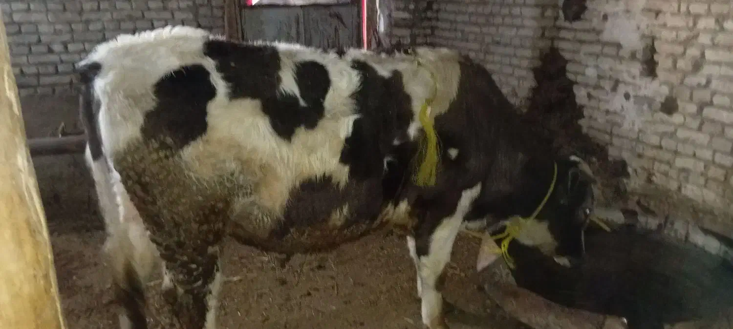 گاو نر|حیوانات مزرعه|باروق, |دیوار