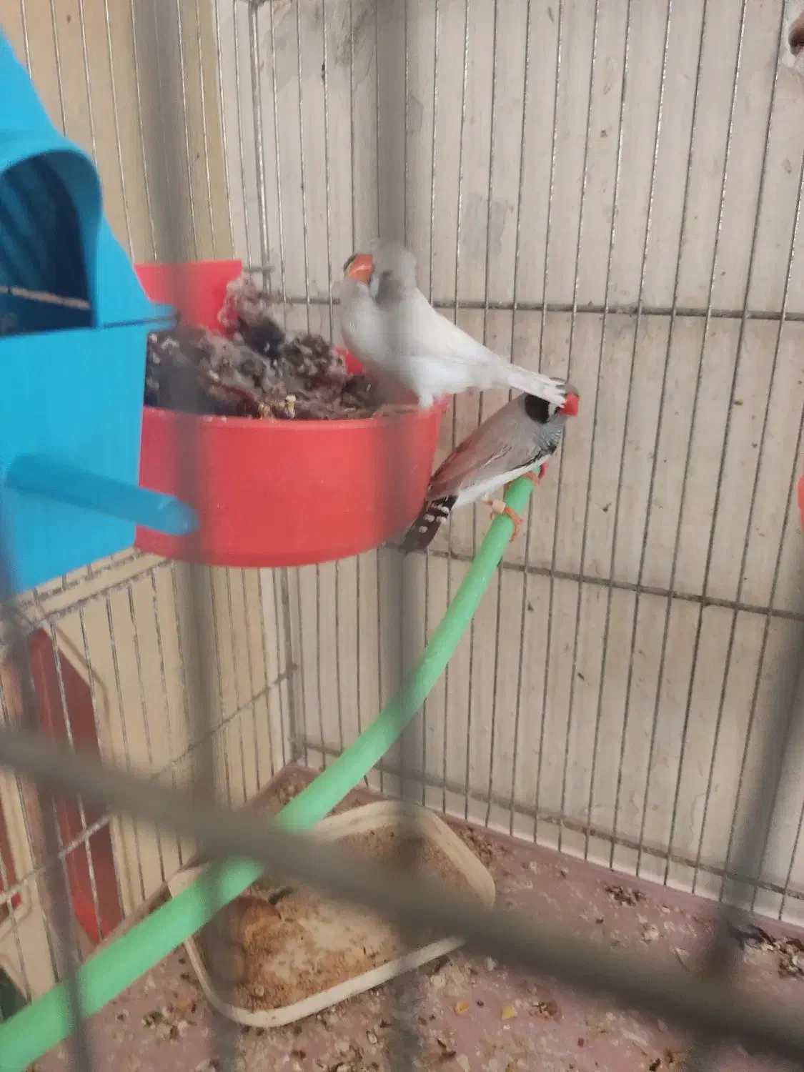 نروماده فنچ لپ سیاه مولد|پرنده|شهرکرد, |دیوار