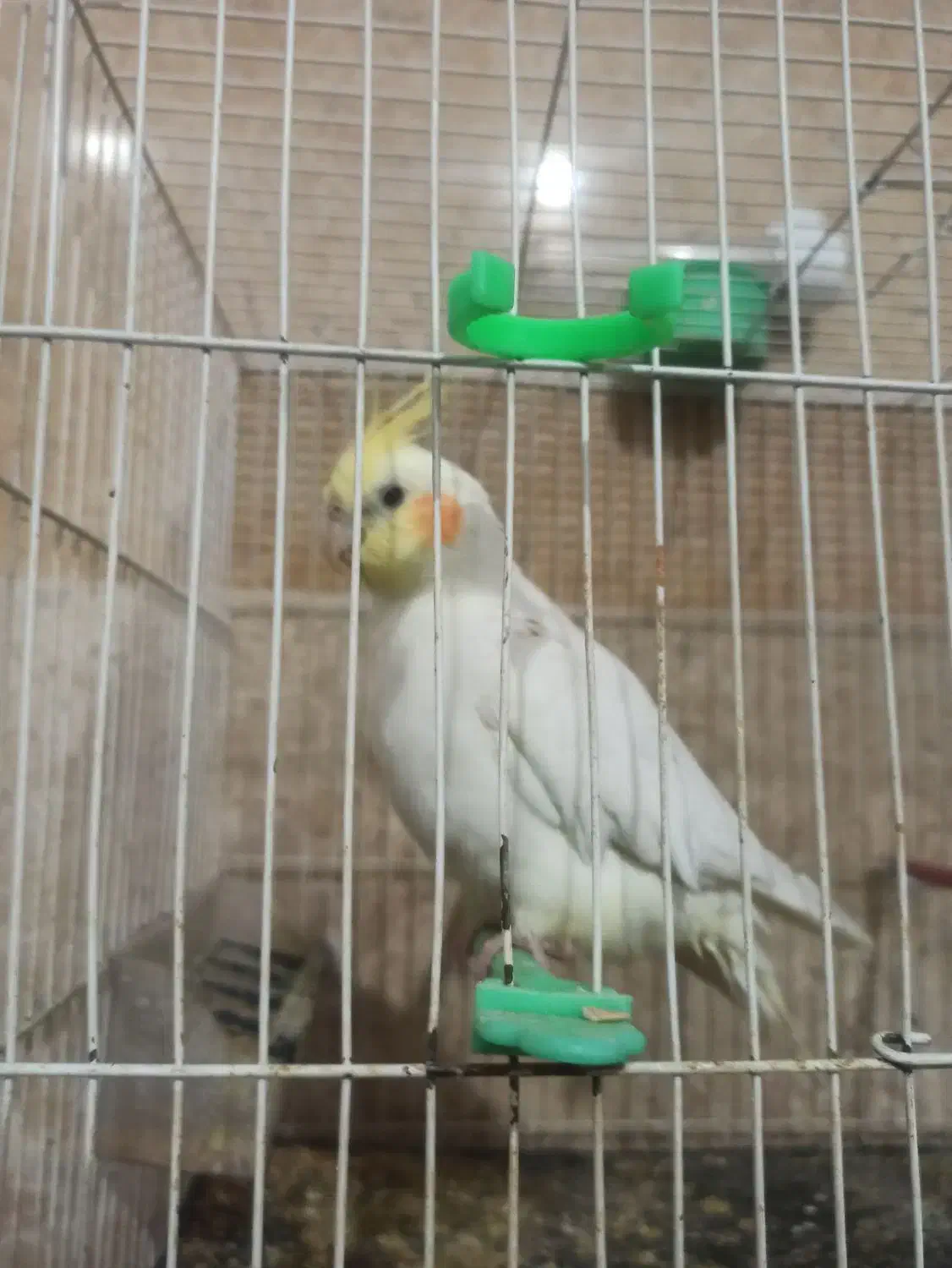 عروس هلندی با قفس|پرنده|گلبهار, شهر جدید گلبهار|دیوار