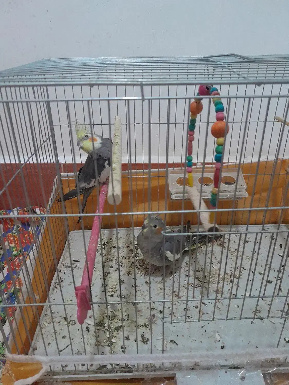 واگزار|پرنده|آذرشهر, |دیوار