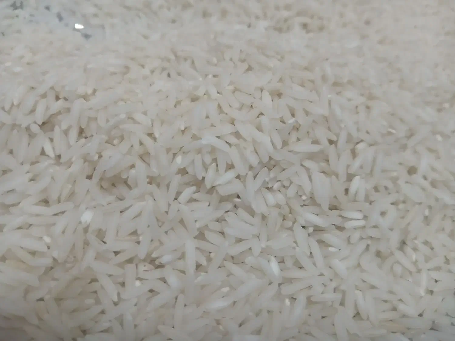 برنج هاشمی|خوردنی و آشامیدنی|رشت, حمیدیان|دیوار