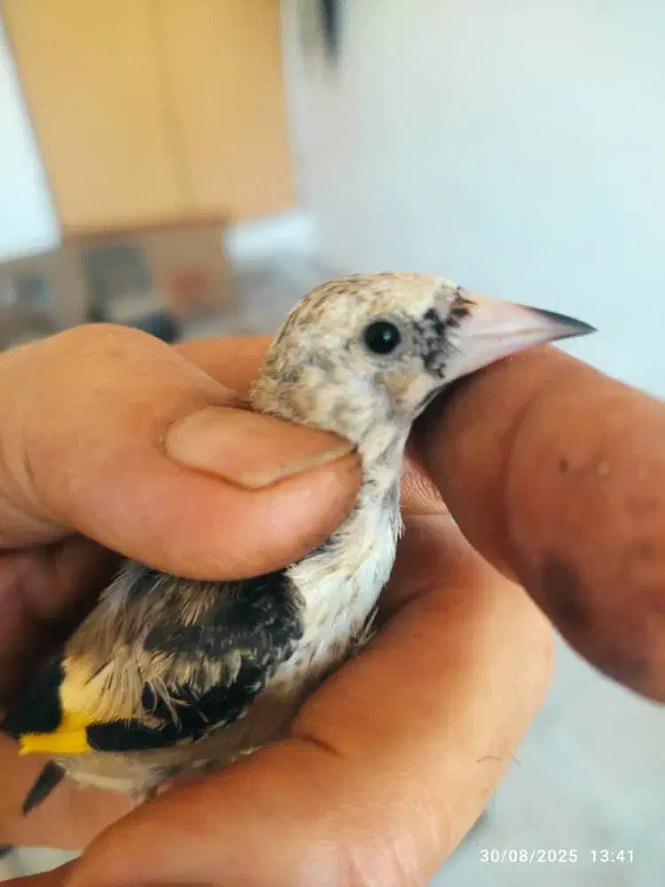 جوجه سهره دورگ|پرنده|جهرم, |دیوار