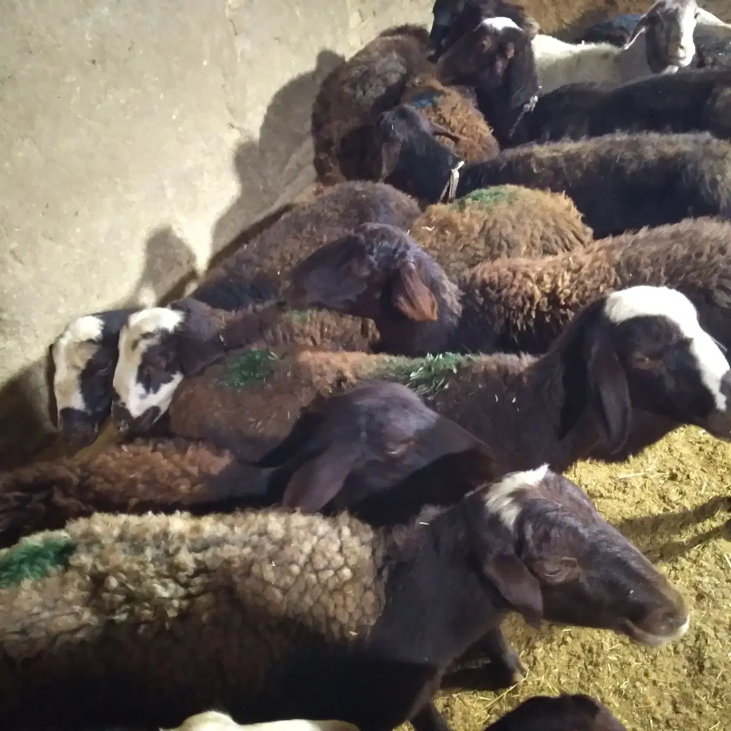 میش جوان شیشک جفتی|حیوانات مزرعه|بروجرد, |دیوار