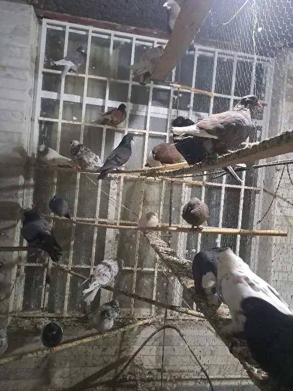 کفتر کفتر کفتر تماس بگیر فیلم بفرستم|پرنده|کرمان, |دیوار