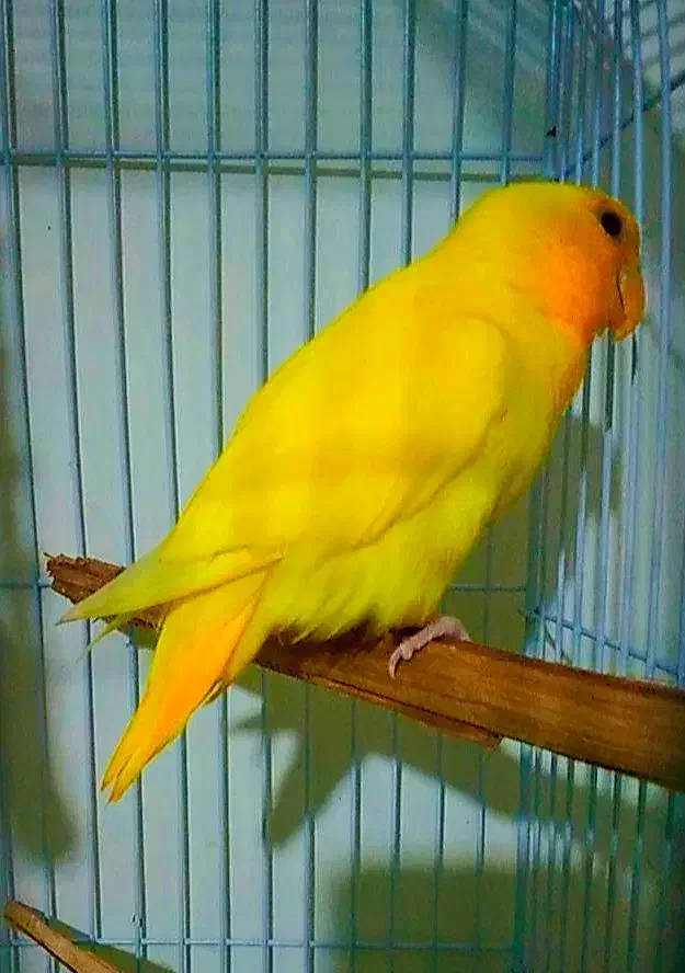 یک عدد طوطی کوتوله اوپال کله نارنجی|پرنده|بندرعباس, |دیوار