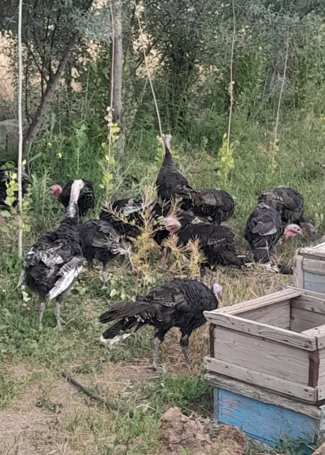 بقلمون ارگانیک محلی|حیوانات مزرعه|درگزین, |دیوار