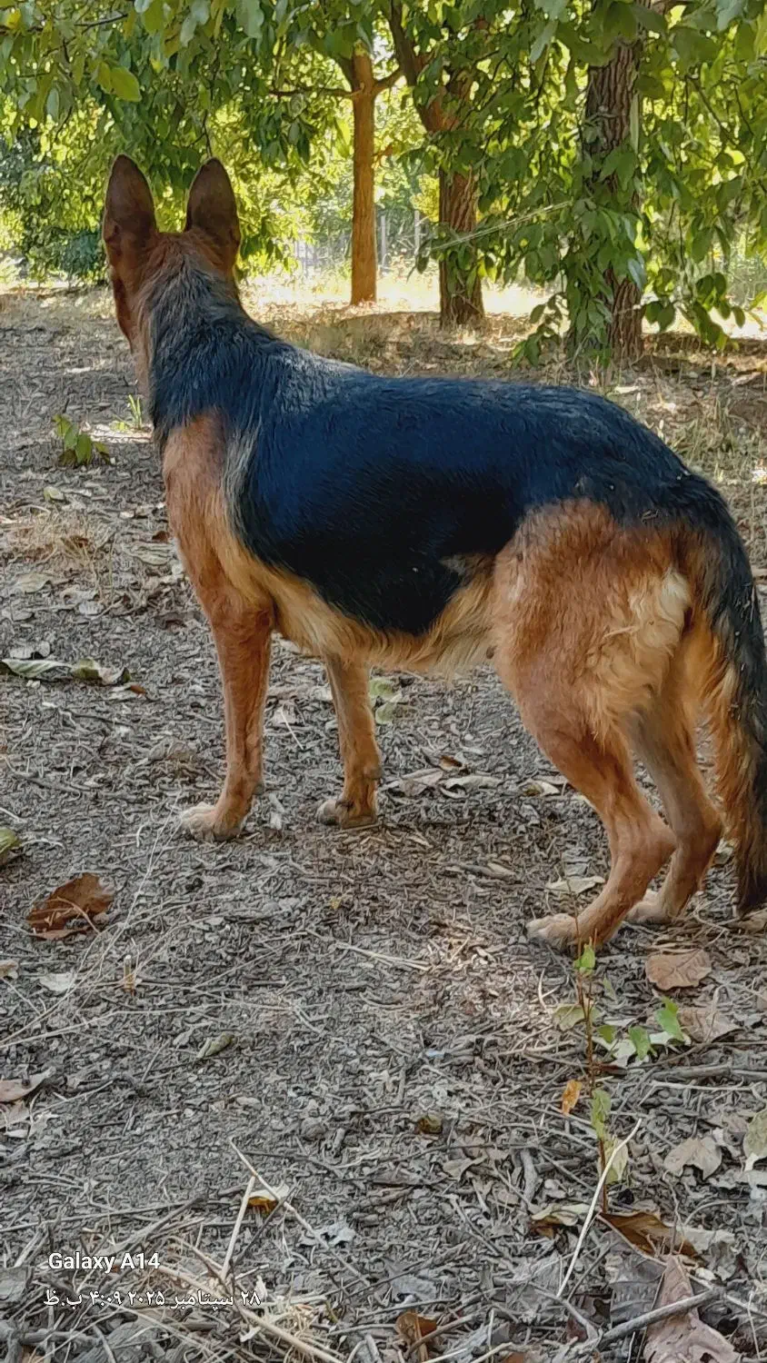 سگ ژرمن شپرت ماده|سگ|کنگاور, |دیوار