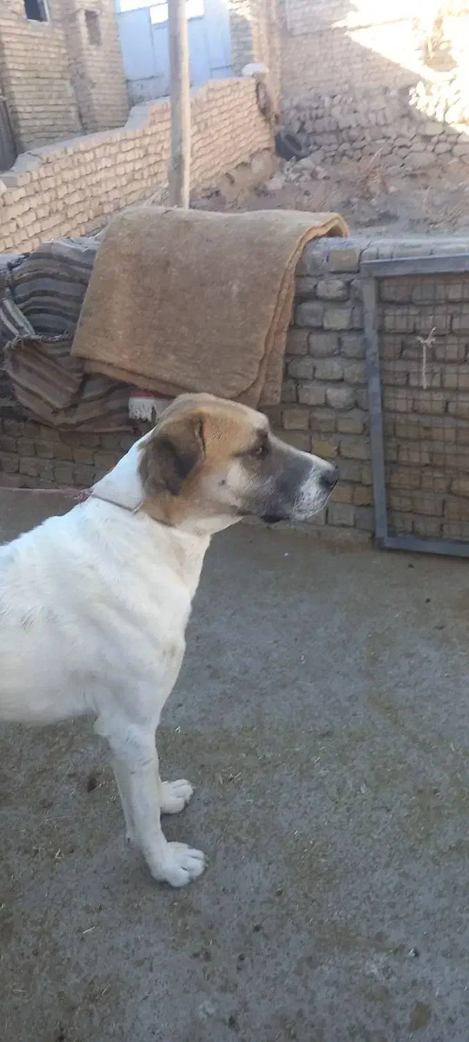 حیوانات مزرعه|حیوانات مزرعه|آبکوه, |دیوار