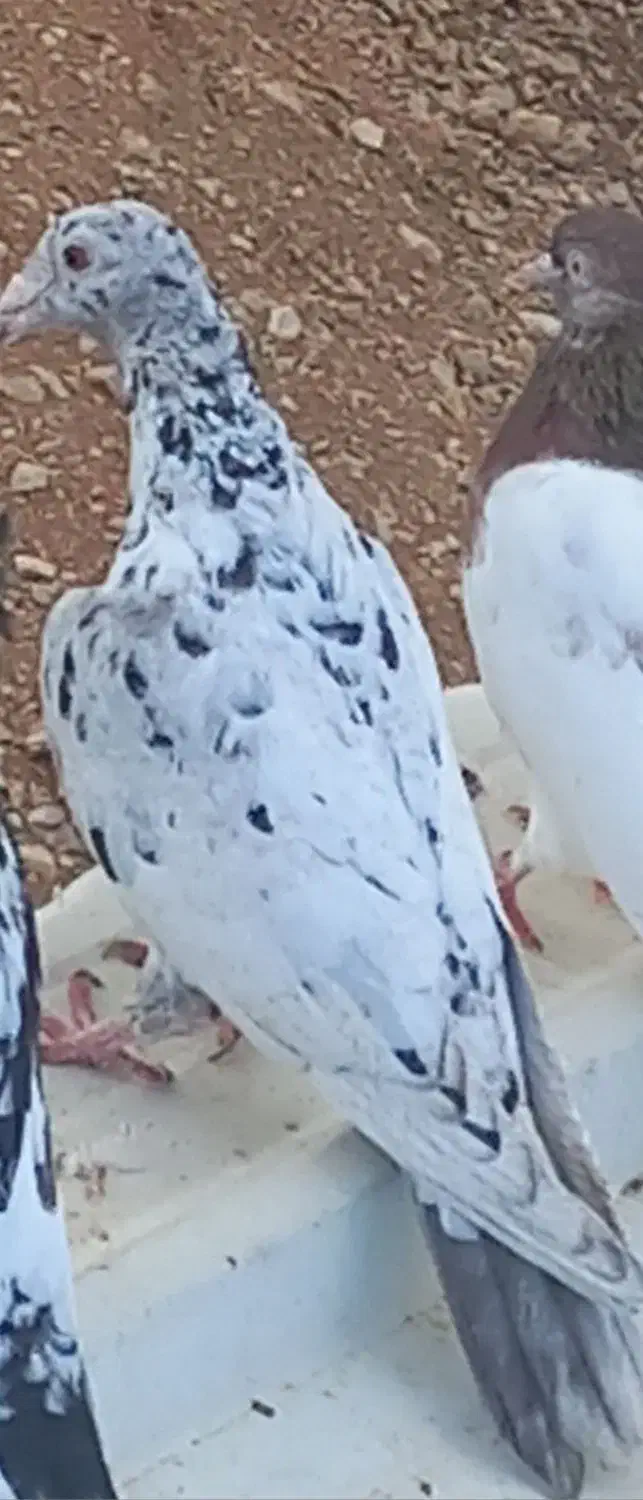 سرور ماده|پرنده|چناران, |دیوار