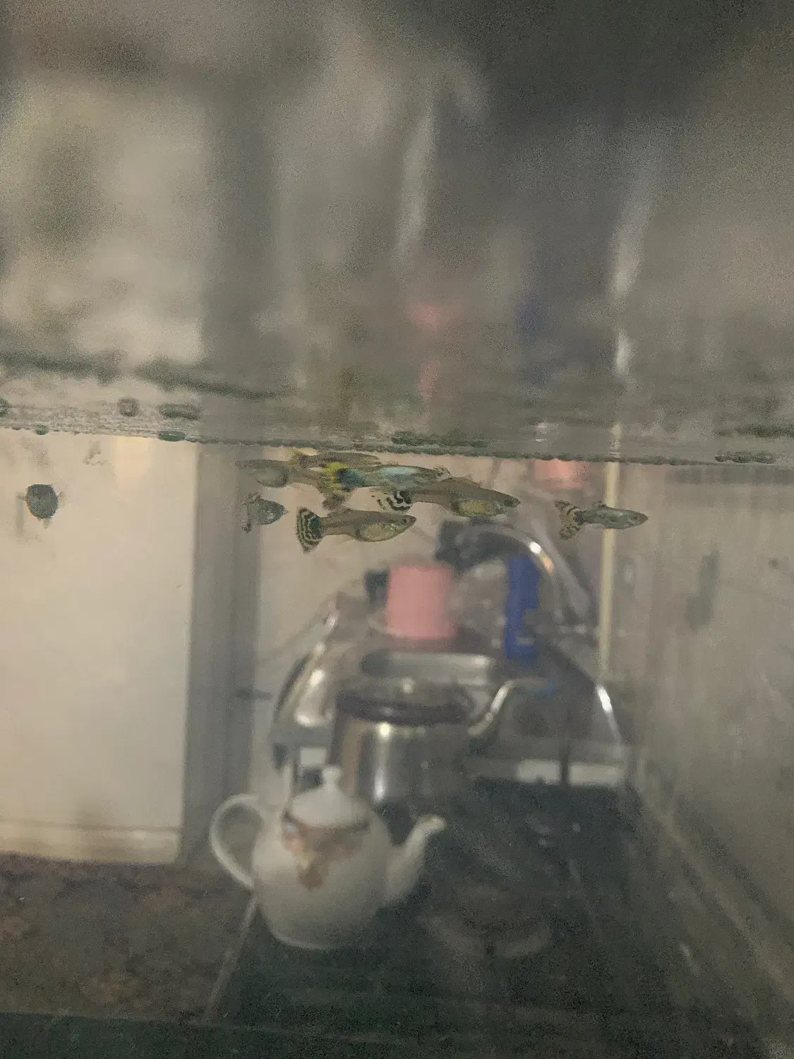 ۱۳تاماهی گوپی معاوظه با مهتابی یا بخاری اکواریوم|ماهی|مشکین‌دشت, |دیوار