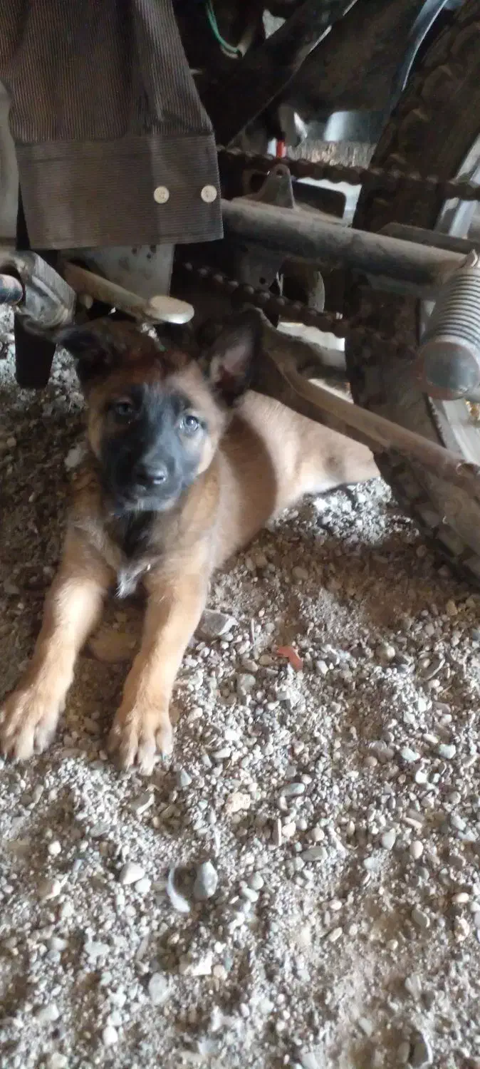 سگ..|سگ|رودان, |دیوار