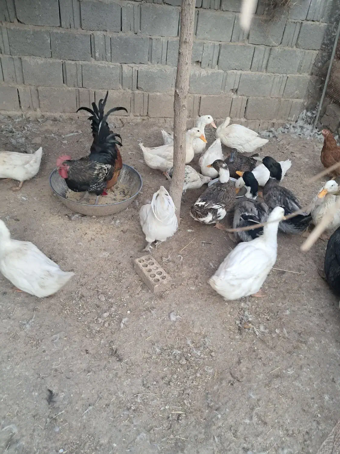 فروش اردک نروماده بالغ تخمگذار|حیوانات مزرعه|لار, |دیوار