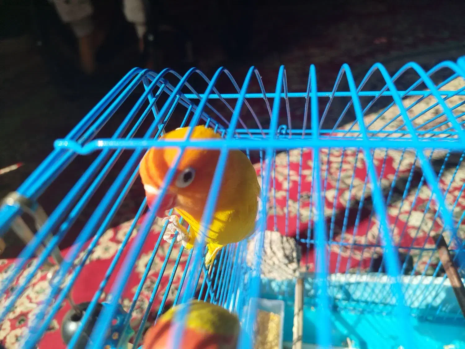 4عدد طوطی برزیلی|پرنده|زرند, |دیوار