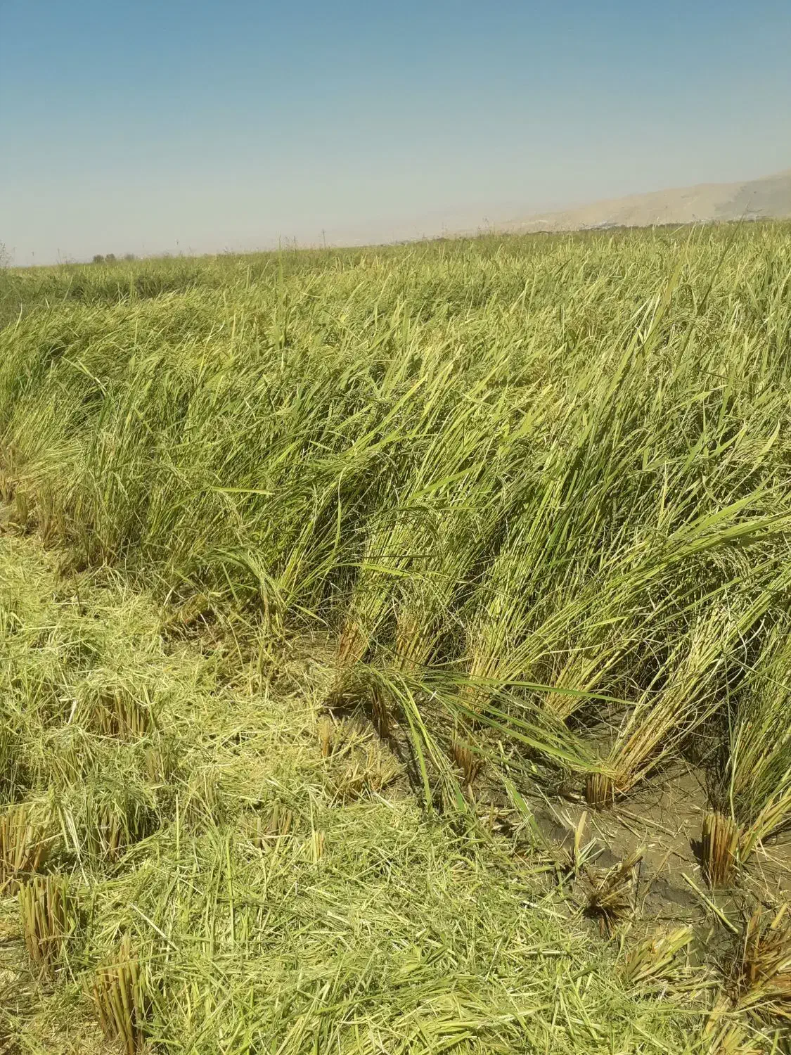 برنج|خوردنی و آشامیدنی|بروجرد, |دیوار