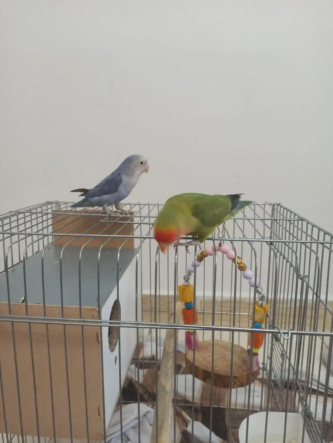 طوطی برزیلی|پرنده|گلستان (تهران), |دیوار