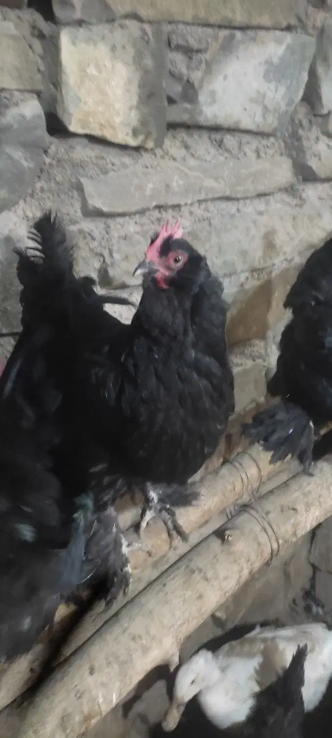 مرغ مرندی|حیوانات مزرعه|نوبران, |دیوار