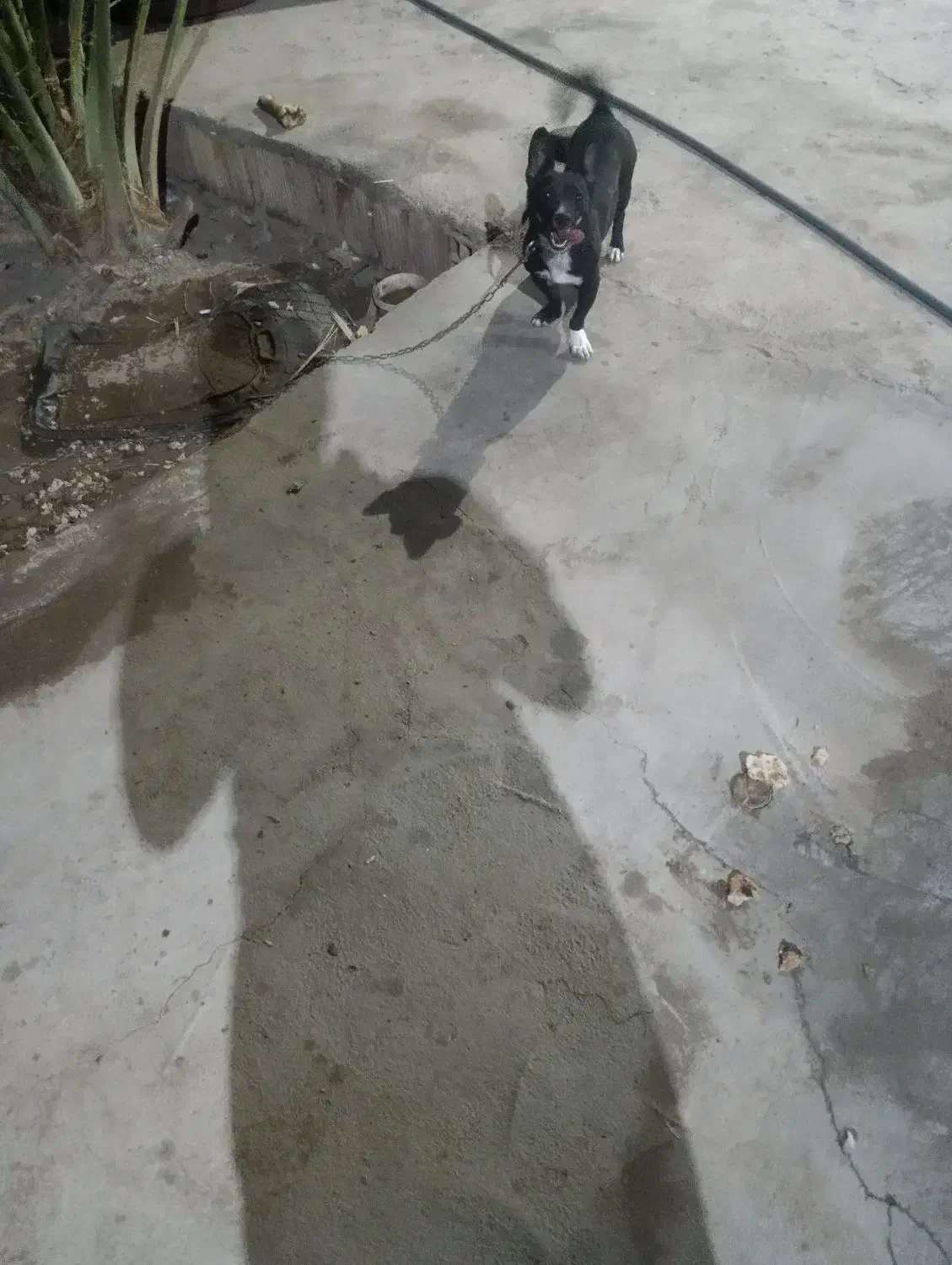 واگزاری سگ پاکوتاه قیمت 3500|سگ|بم, |دیوار