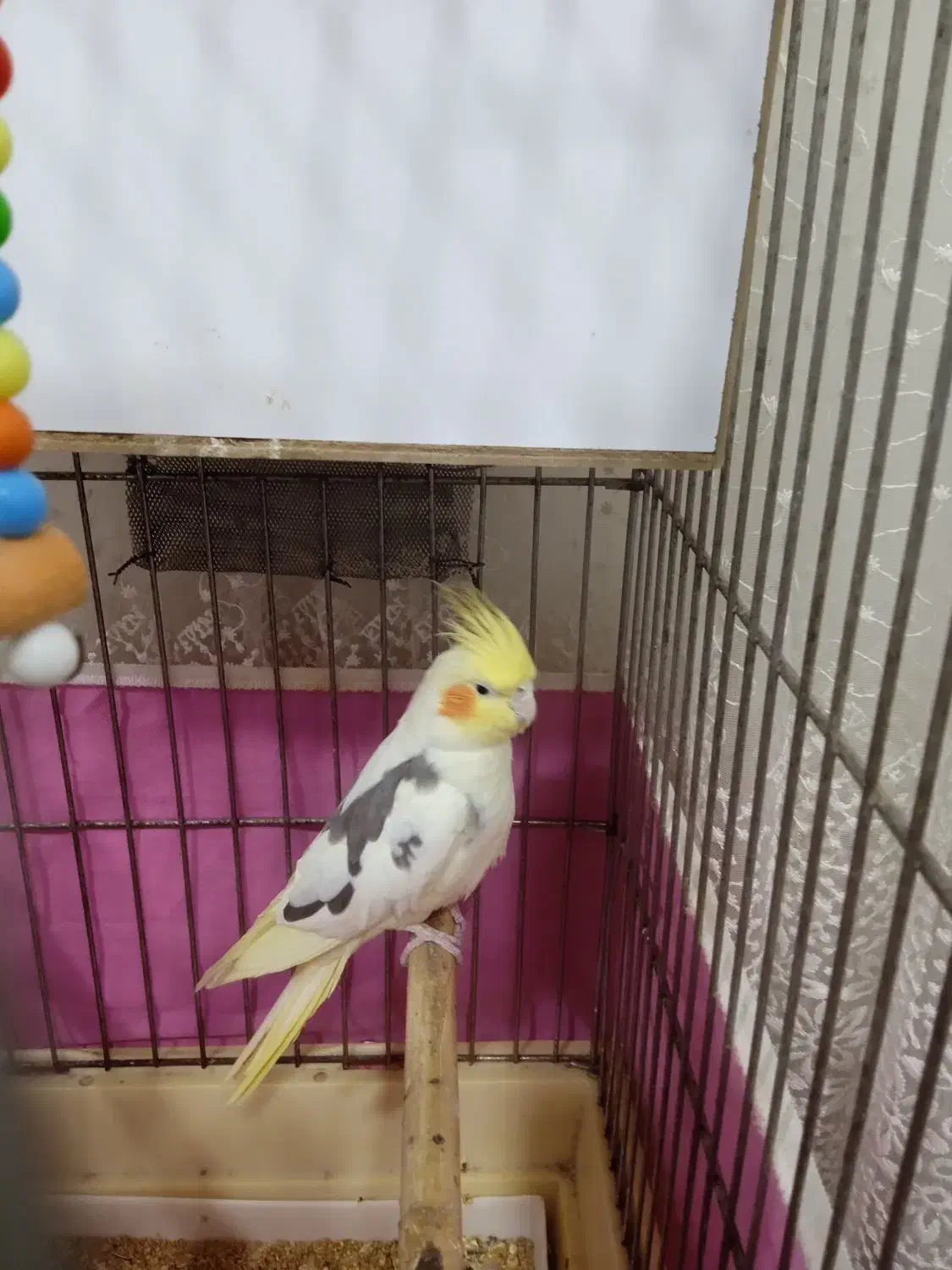 عروس هلندی ماده|پرنده|الوند, |دیوار