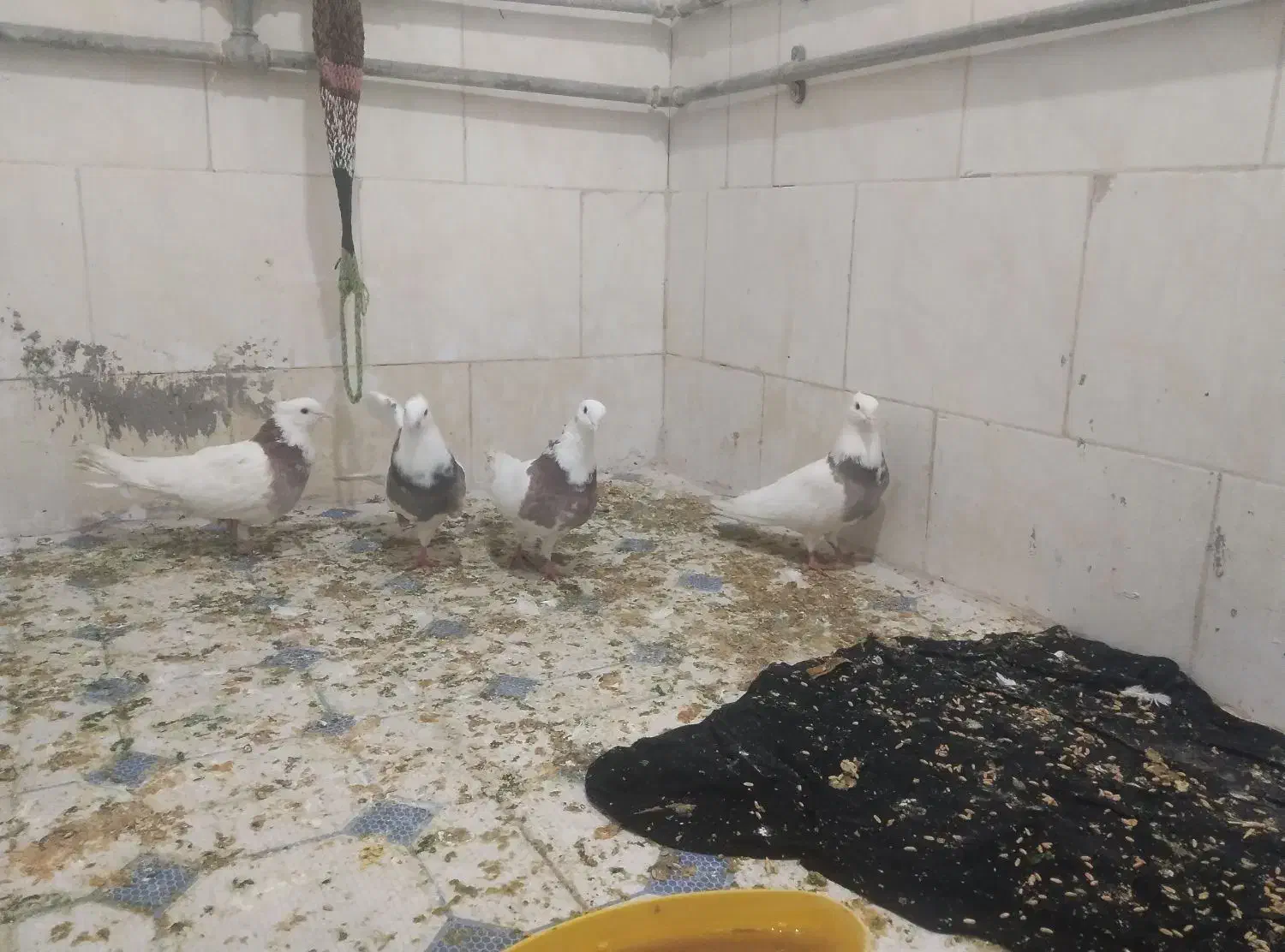 کبوتر طوقی|پرنده|ملکشاهی, |دیوار