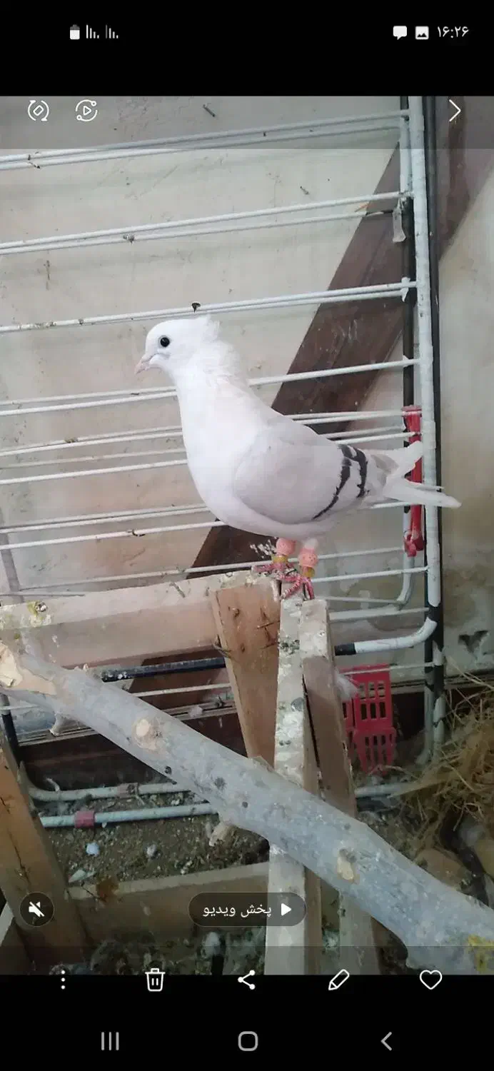 پشتدار کاغذی ماده|پرنده|تاکستان, |دیوار