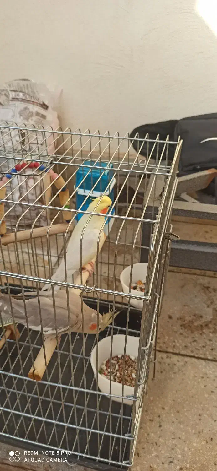 عروس هلندی سخنگو|پرنده|ابهر, |دیوار