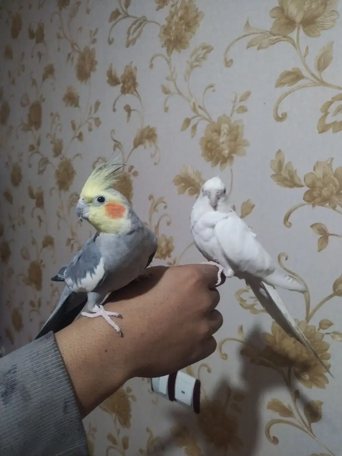 عروس هلندی و طوطی گرینچیک|پرنده|قرچک, مهدیه|دیوار