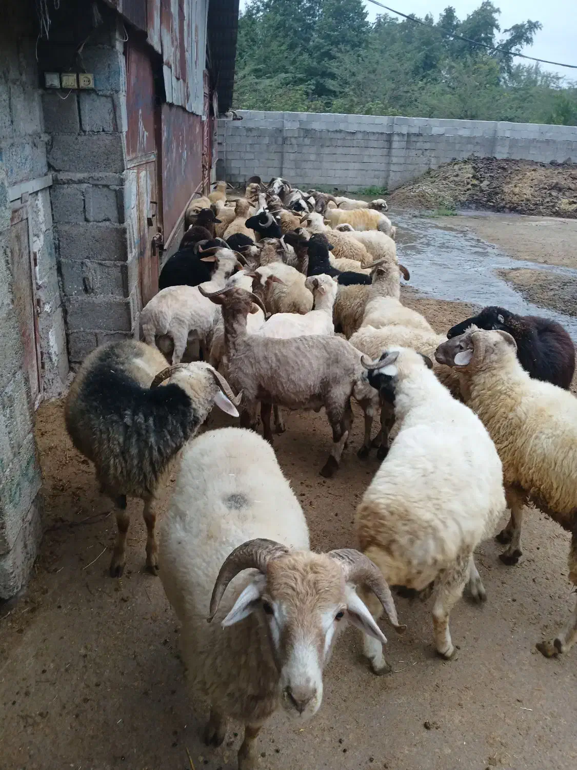 گوسفندنر بره بز موجودهست|حیوانات مزرعه|شاندرمن, |دیوار