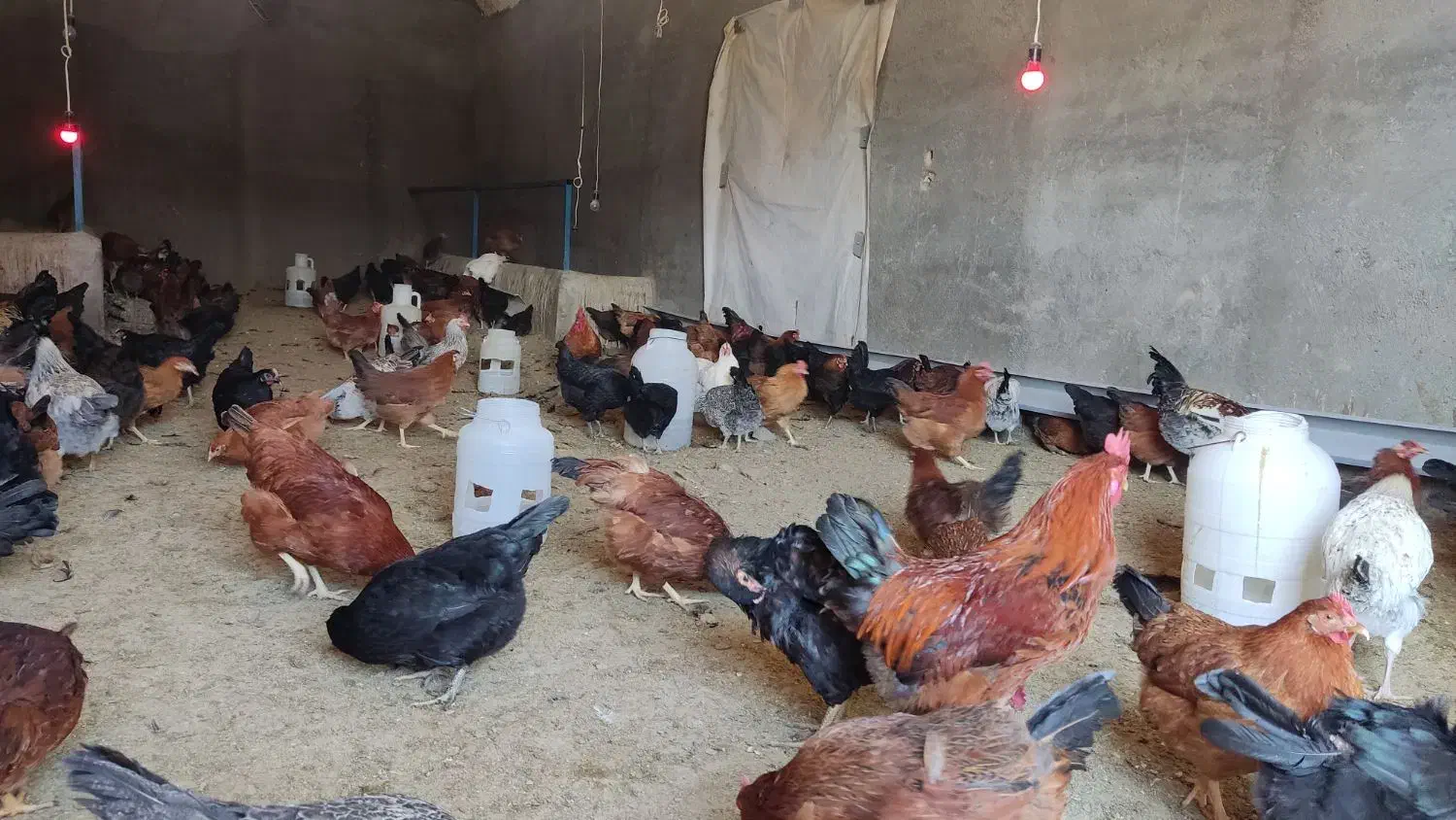 مرغ تخمگذار محلی و خروس|حیوانات مزرعه|تکاب, |دیوار