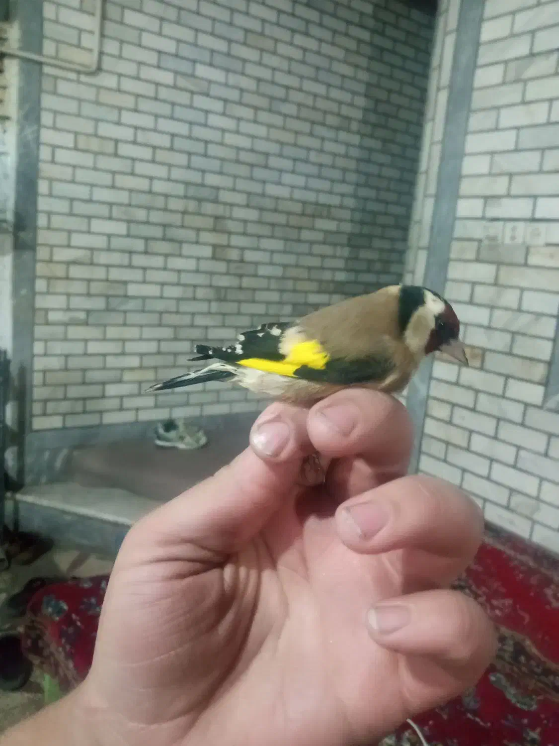 سهره وحش و جفتی قناری|پرنده|اندیمشک, |دیوار