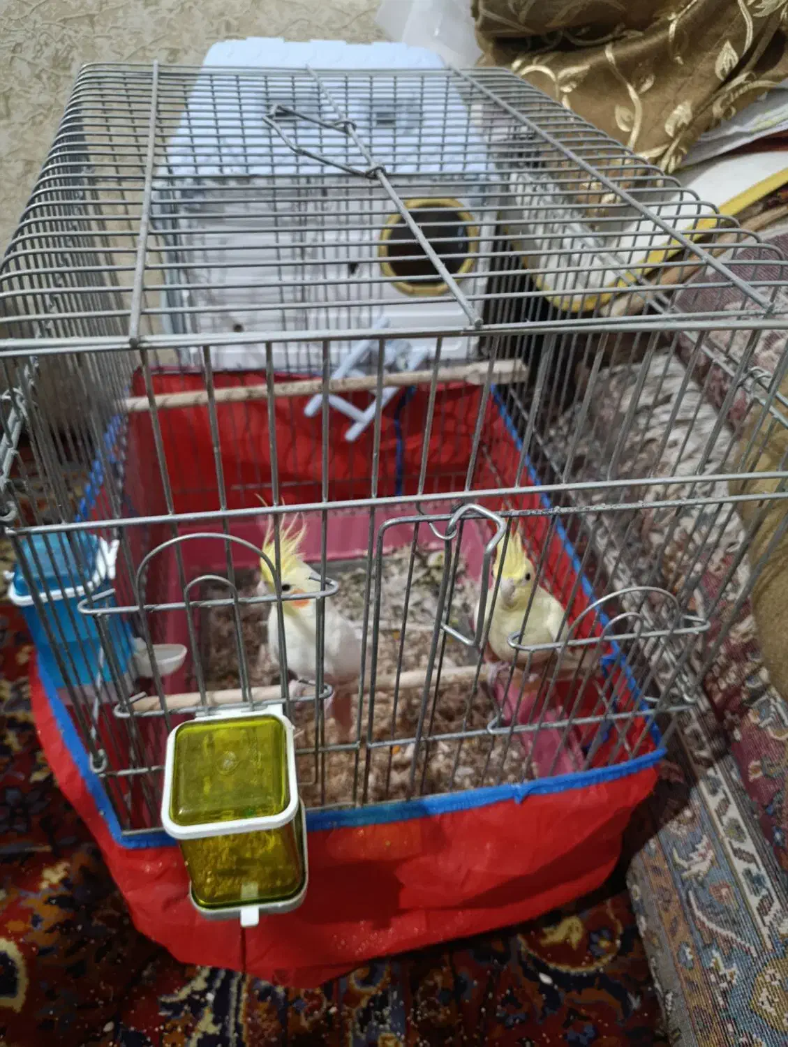 عروس هلندی جفت|پرنده|نوشین شهر, |دیوار