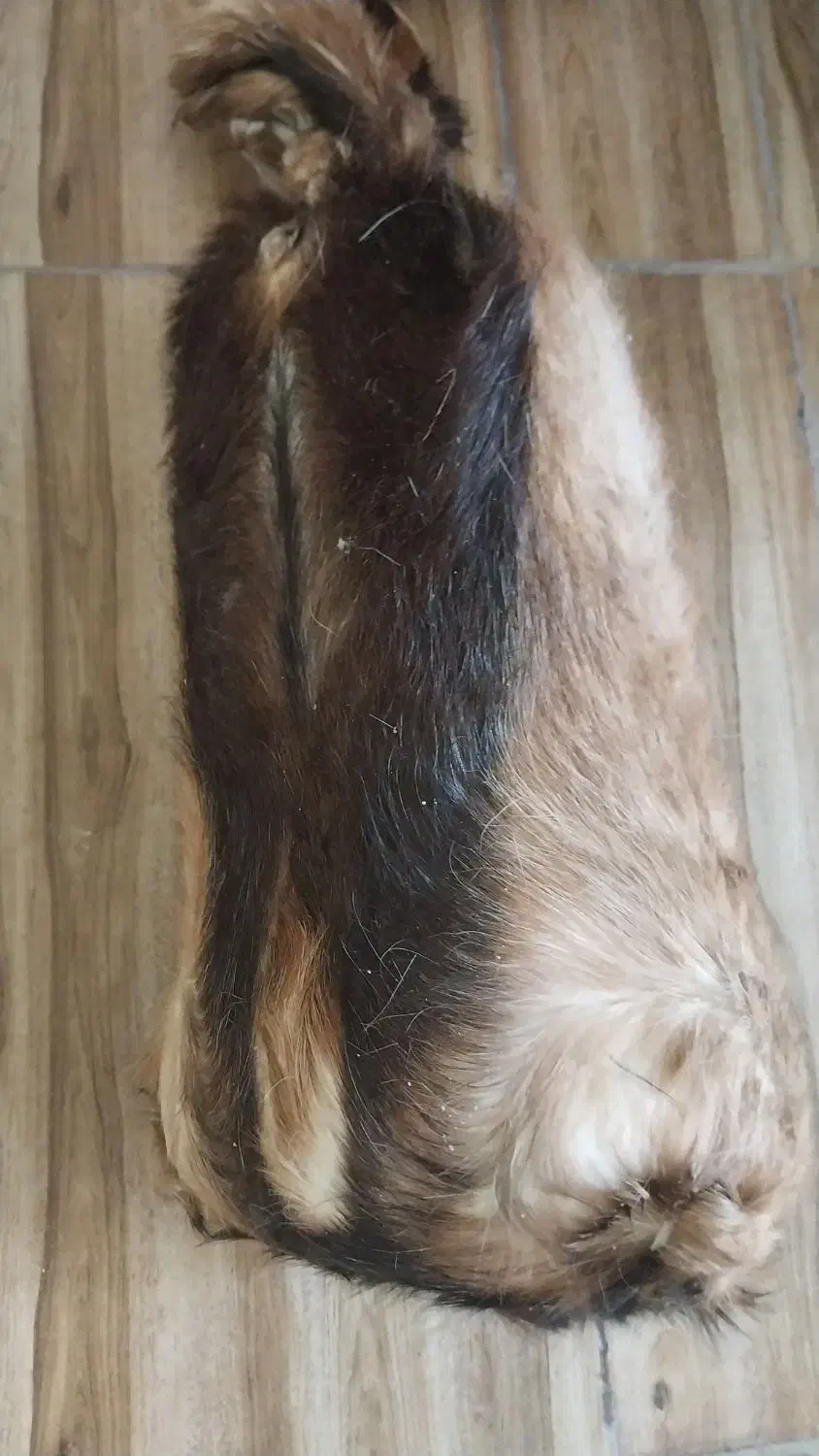 پنیر پوستی گوسفندی|عمده‌فروشی|سیدان, |دیوار