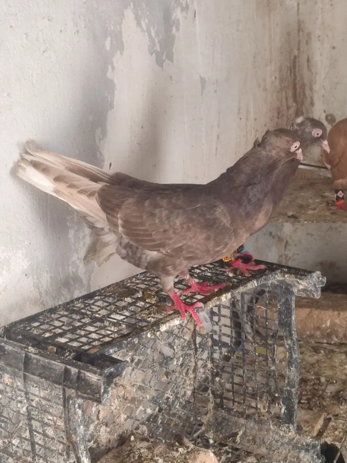 چندتا حیوون خوب وبه قیمت|پرنده|تربت جام, مطهری|دیوار