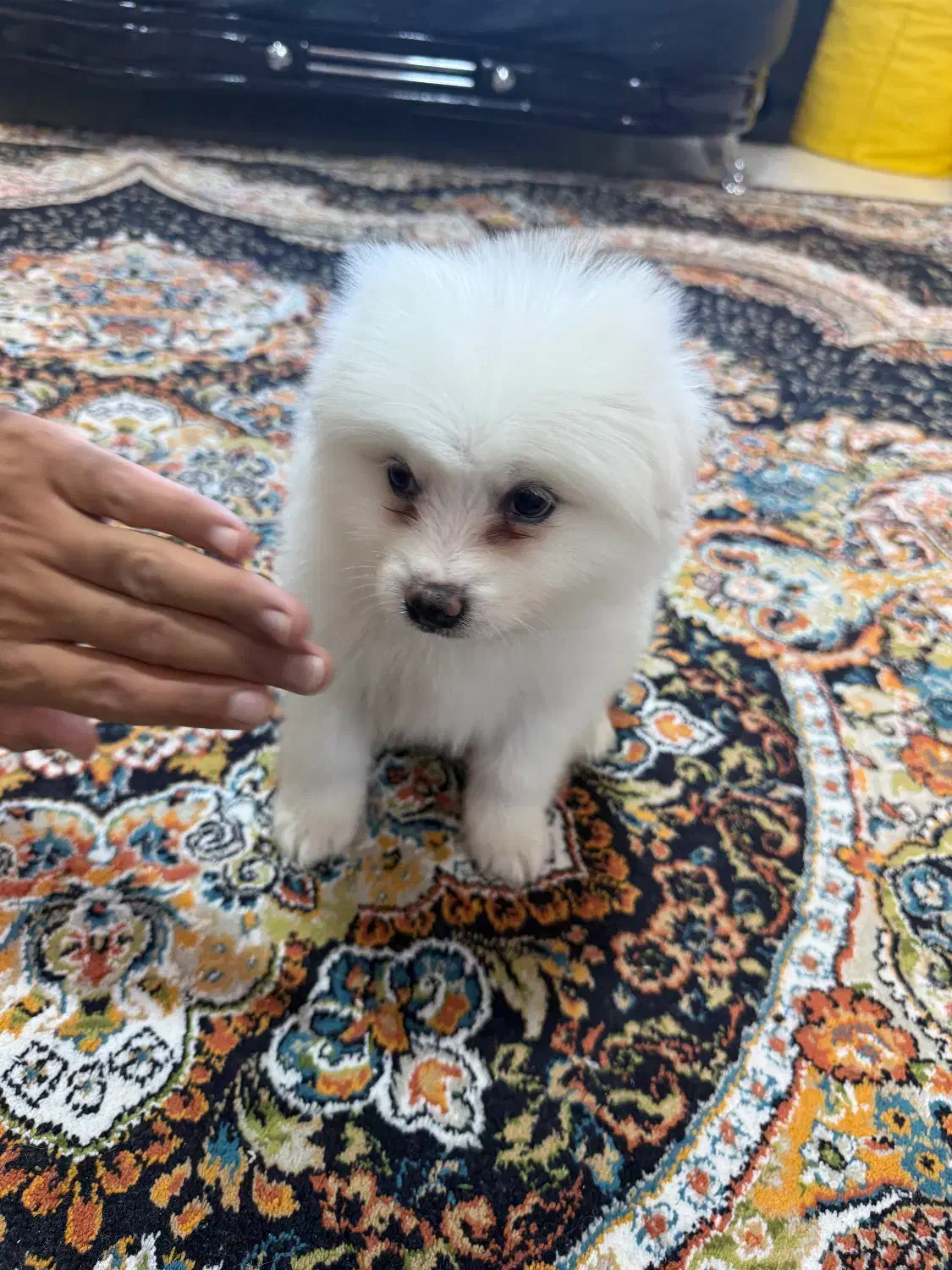 پامرین شیتزو|سگ|شهریار, شهریار|دیوار