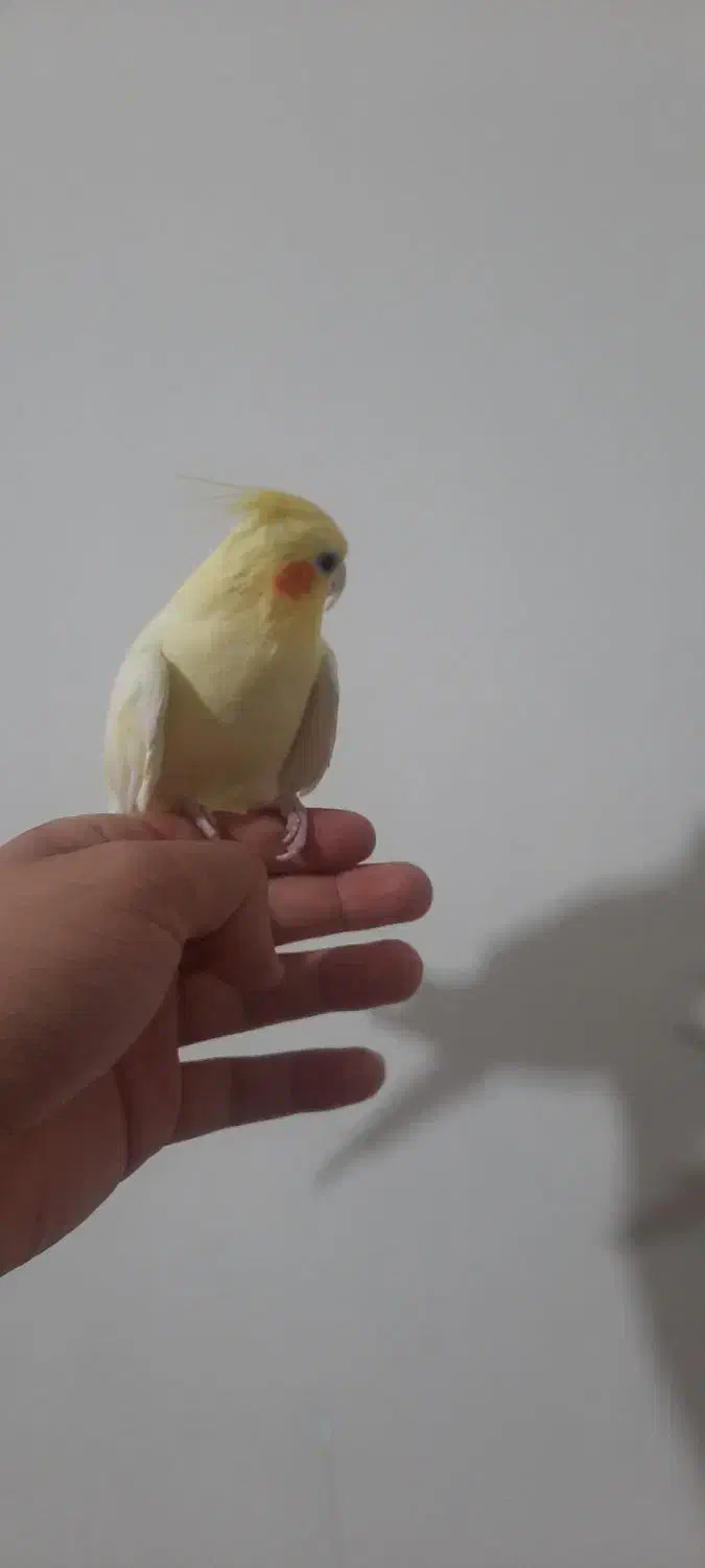 عروس هلندی لوتینو زعفرونی|پرنده|شیراز, فضلآباد|دیوار