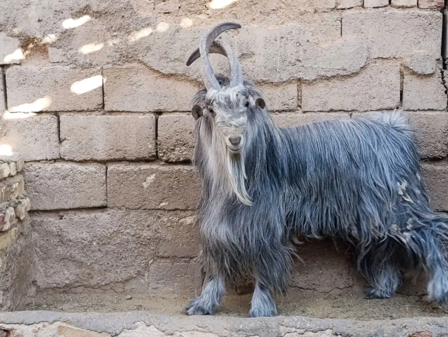 پازن ۲ساله خوشگل و خوش ذات|حیوانات مزرعه|ابرکوه, |دیوار