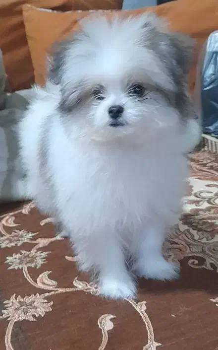 پامر خرسی|سگ|مشهد, شهرک شیرین|دیوار