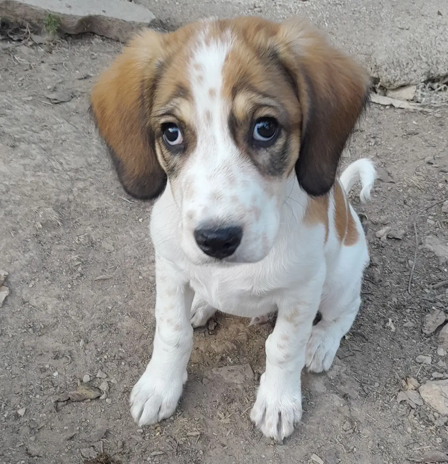 سگ شکاری|سگ|کالپوش, |دیوار