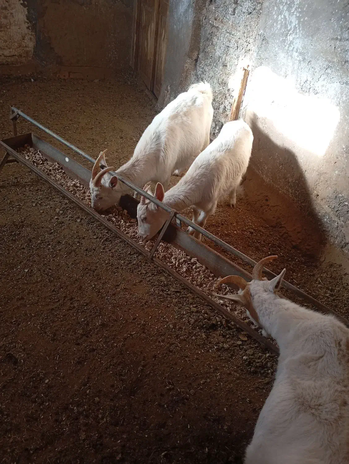 بز سانن|حیوانات مزرعه|نیشابور, خط کاشمر|دیوار