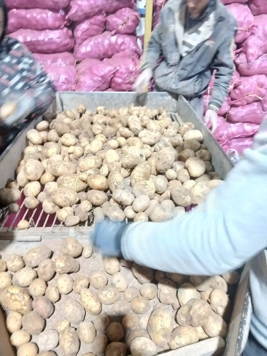 سیب زمینی بذری سیفرا و جلی|عمدهفروشی|وردشت, |دیوار