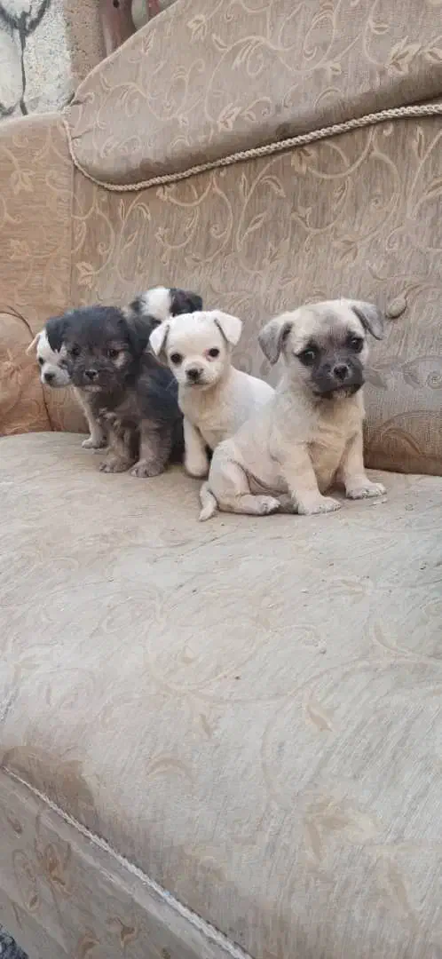 توله سگ|سگ|ابریشم, |دیوار