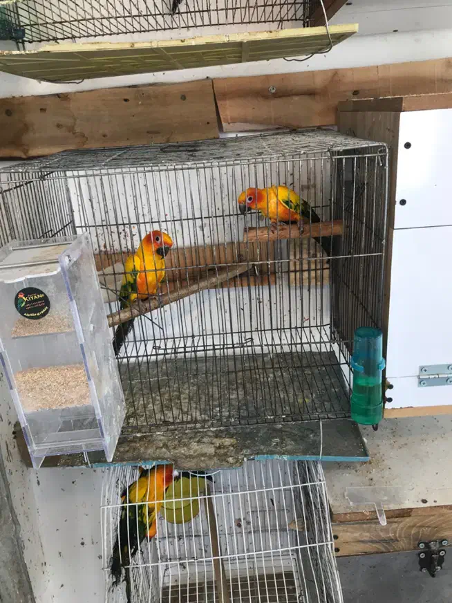 طوطی خورشیدی سانکانور خالص۱۰جفت|پرنده|تبریز, |دیوار