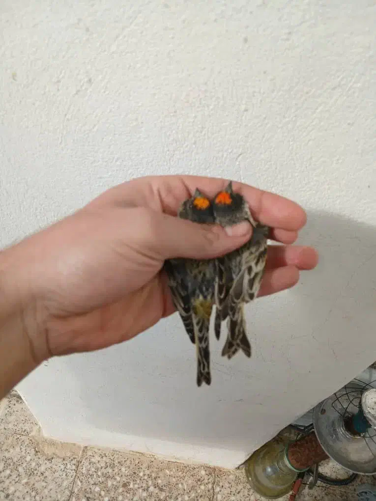 گلبسر نر|پرنده|فسا, |دیوار