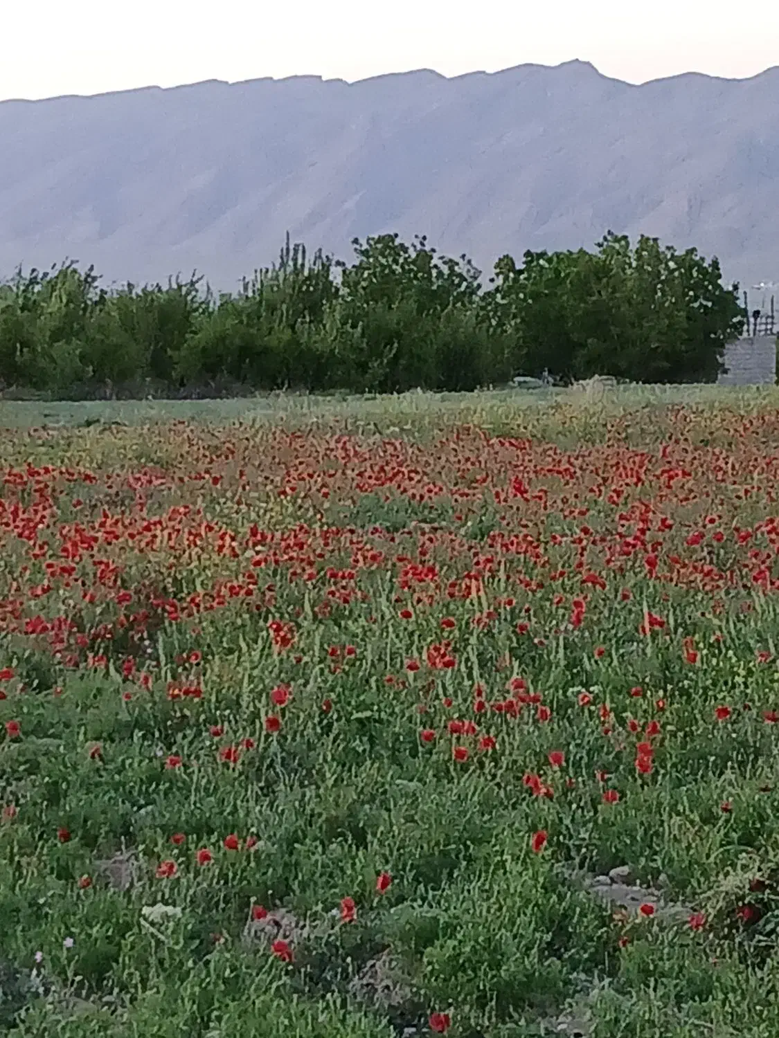 حج عمره|تور و چارتر|شیراز, شهرک کوشکک|دیوار
