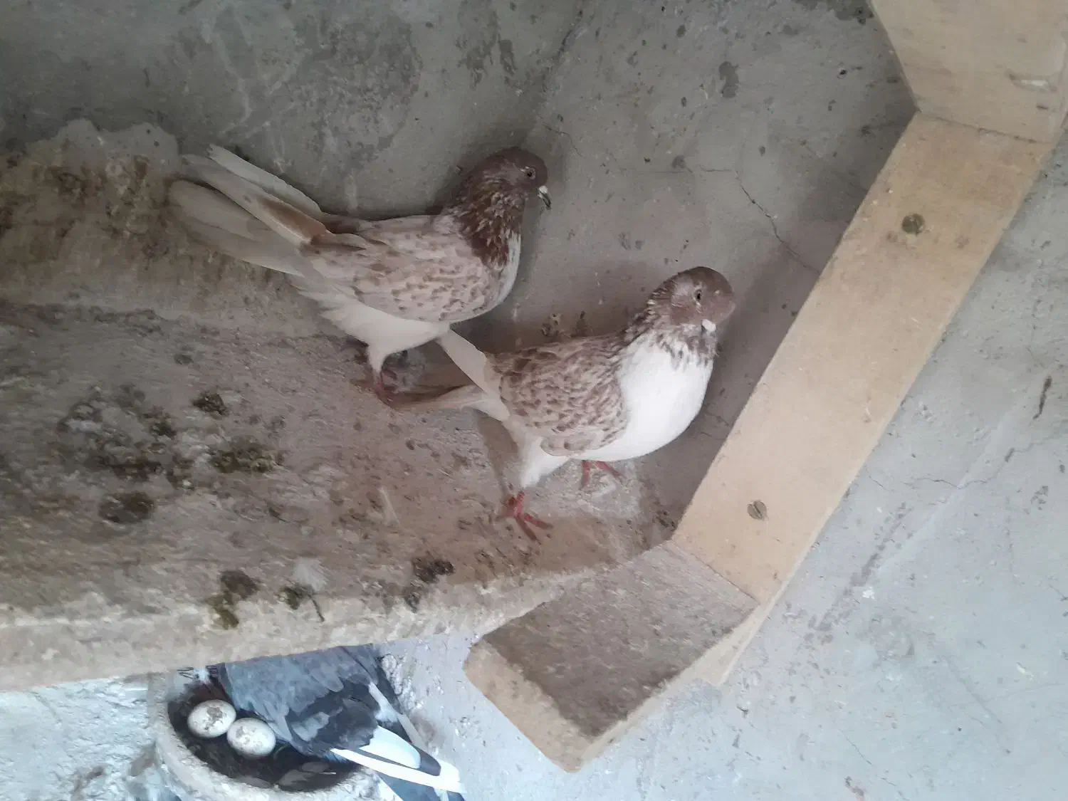 کبوتر پرشی|پرنده|صومعهسرا, |دیوار